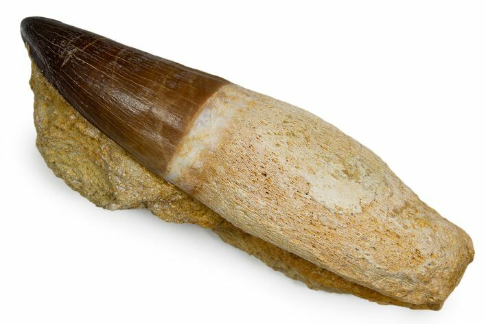 Rooted Prognathodontid Mosasaur Tooth in Rock - Morocco #345195